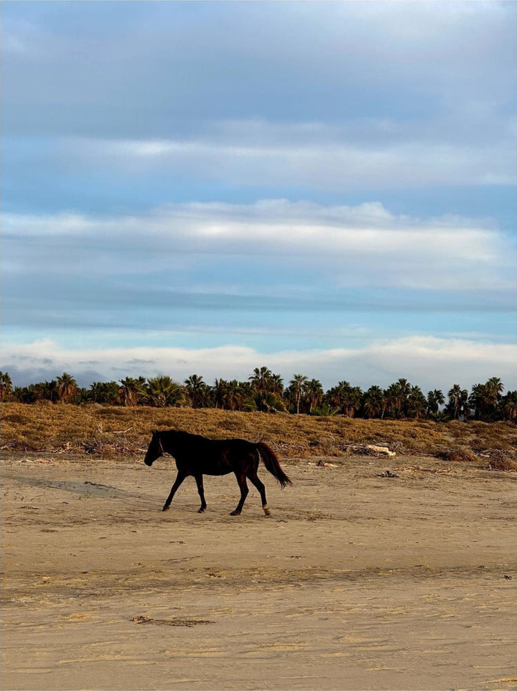 Paradero Hotels, Todos Santos, MX