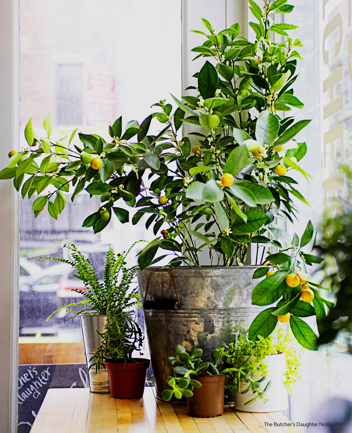 Portfolio Item Location